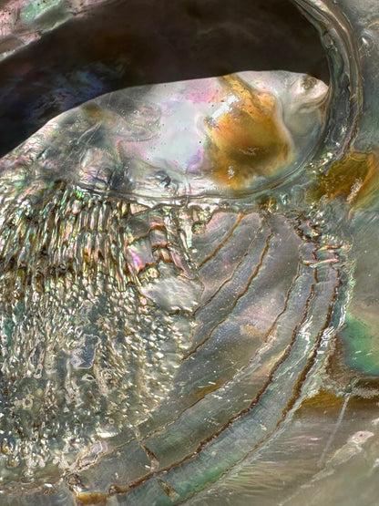 Sealed Red Abalone Shell – Haliotis rufescens, 8.25"