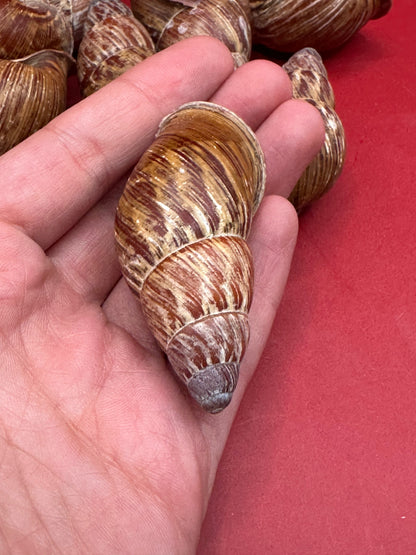 Chrysallis chrysalidformis Land Snail Shells – 2–3" for DIY Projects
