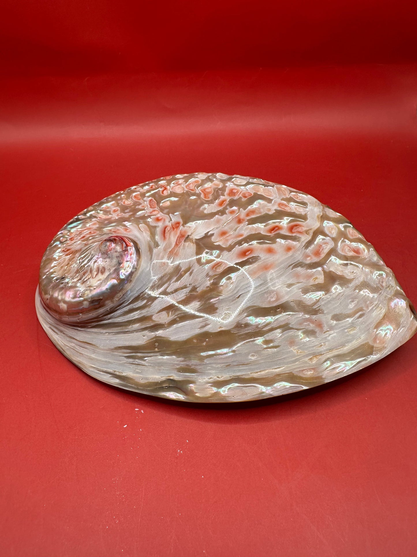 Polished White Midas Abalone – Haliotis midae, 6"