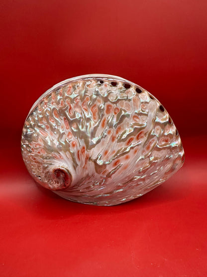 Polished White Midas Abalone – Haliotis midae, 6"