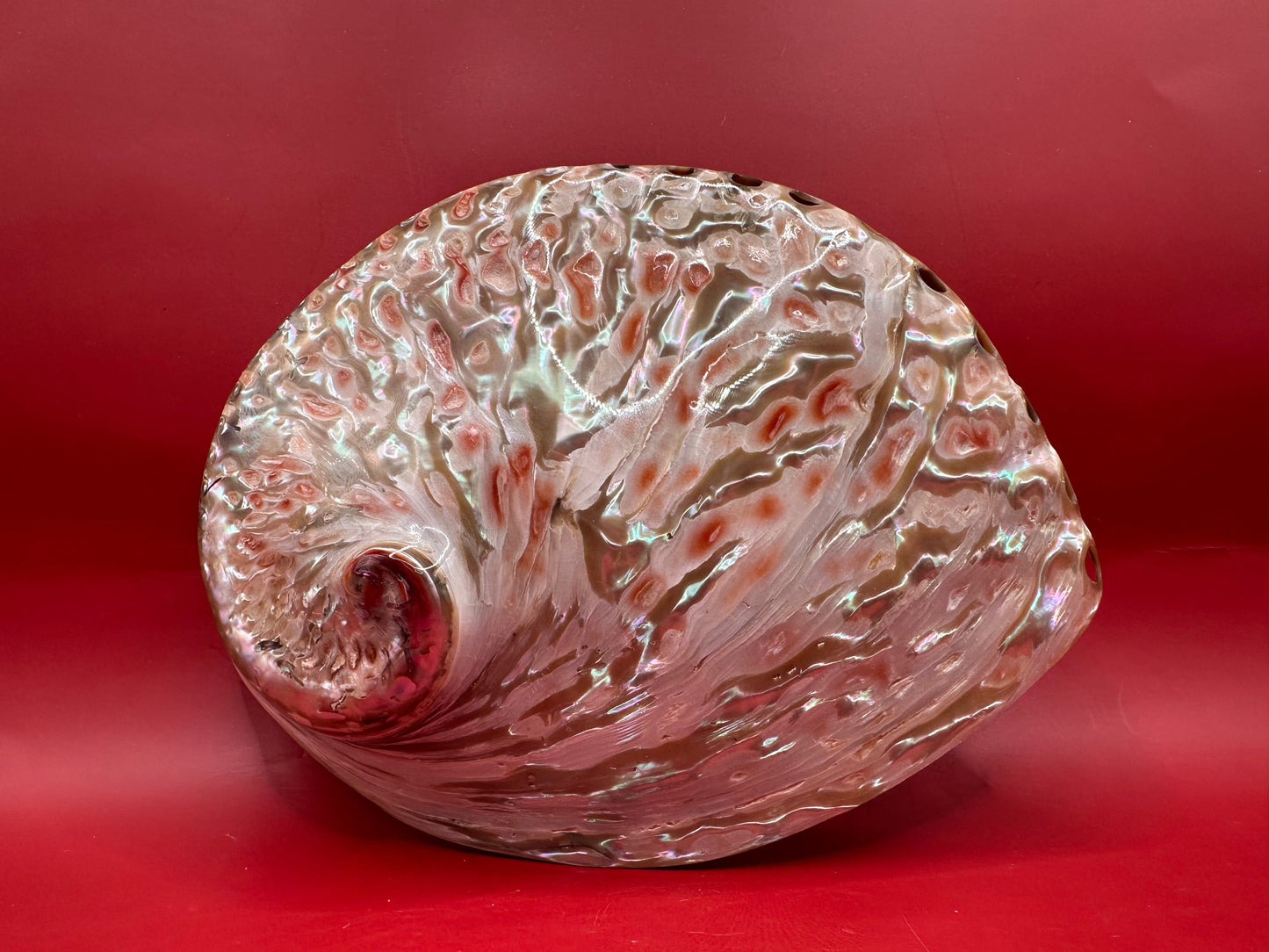 Polished White Midas Abalone – Haliotis midae, 6"