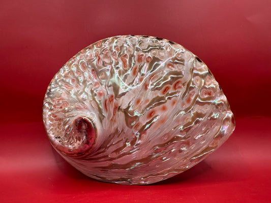 Polished White Midas Abalone – Haliotis midae, 6"