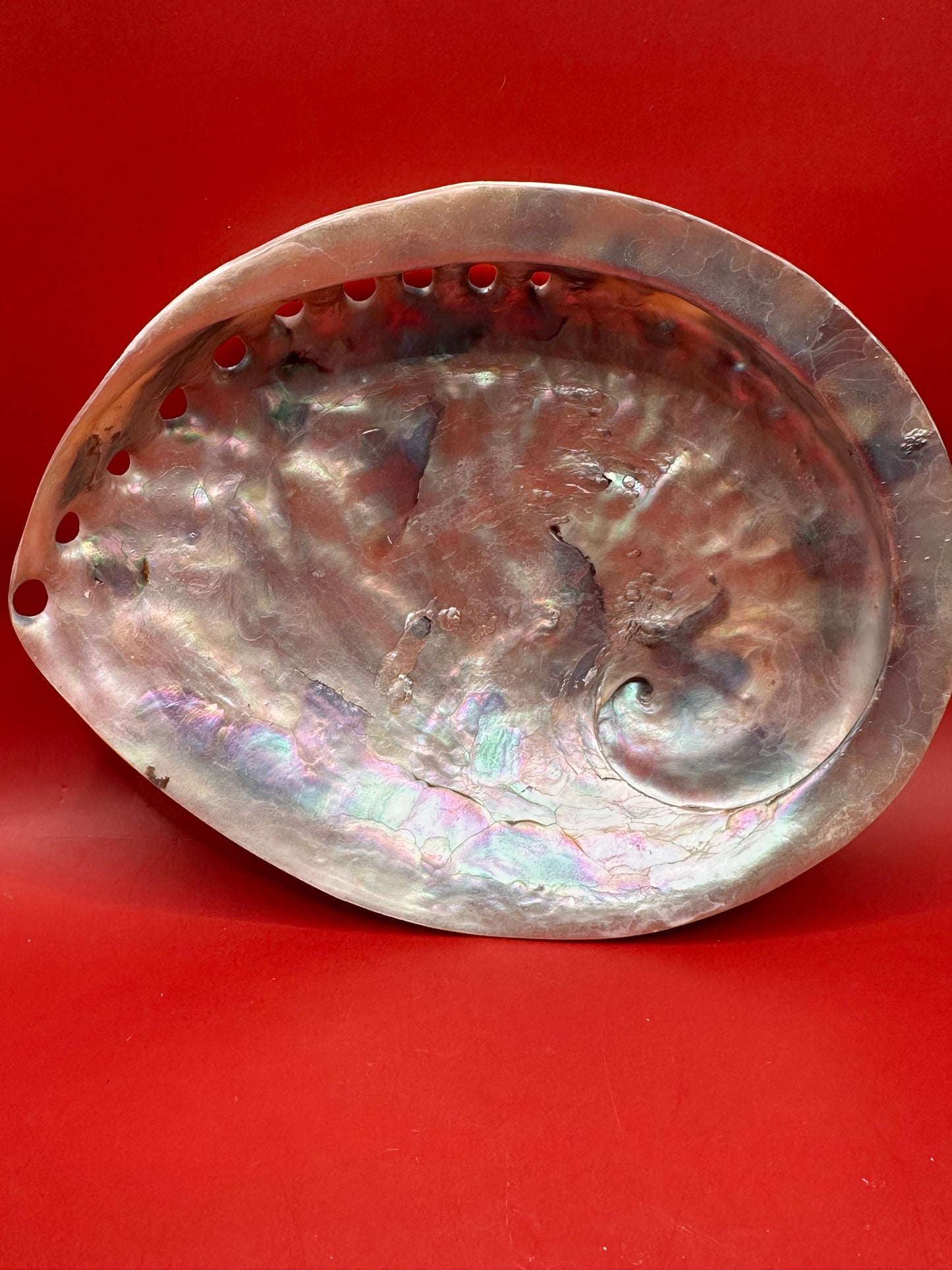Polished White Midas Abalone – Haliotis midae, 6"