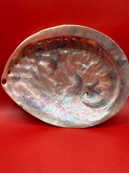 Polished White Midas Abalone – Haliotis midae, 6"