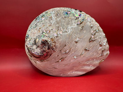 Polished Midas Abalone – Haliotis midae, 6.25"