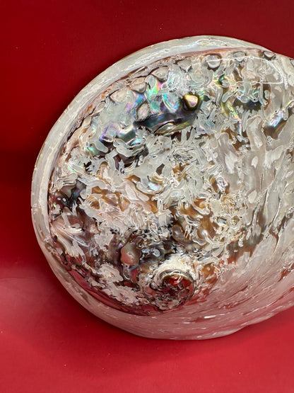 Polished Midas Abalone – Haliotis midae, 6.25"