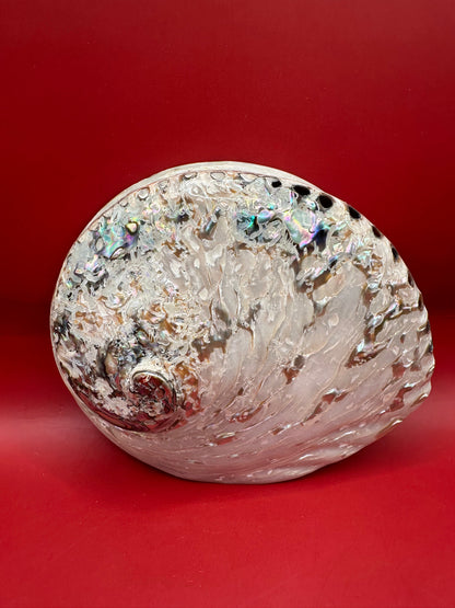 Polished Midas Abalone – Haliotis midae, 6.25"