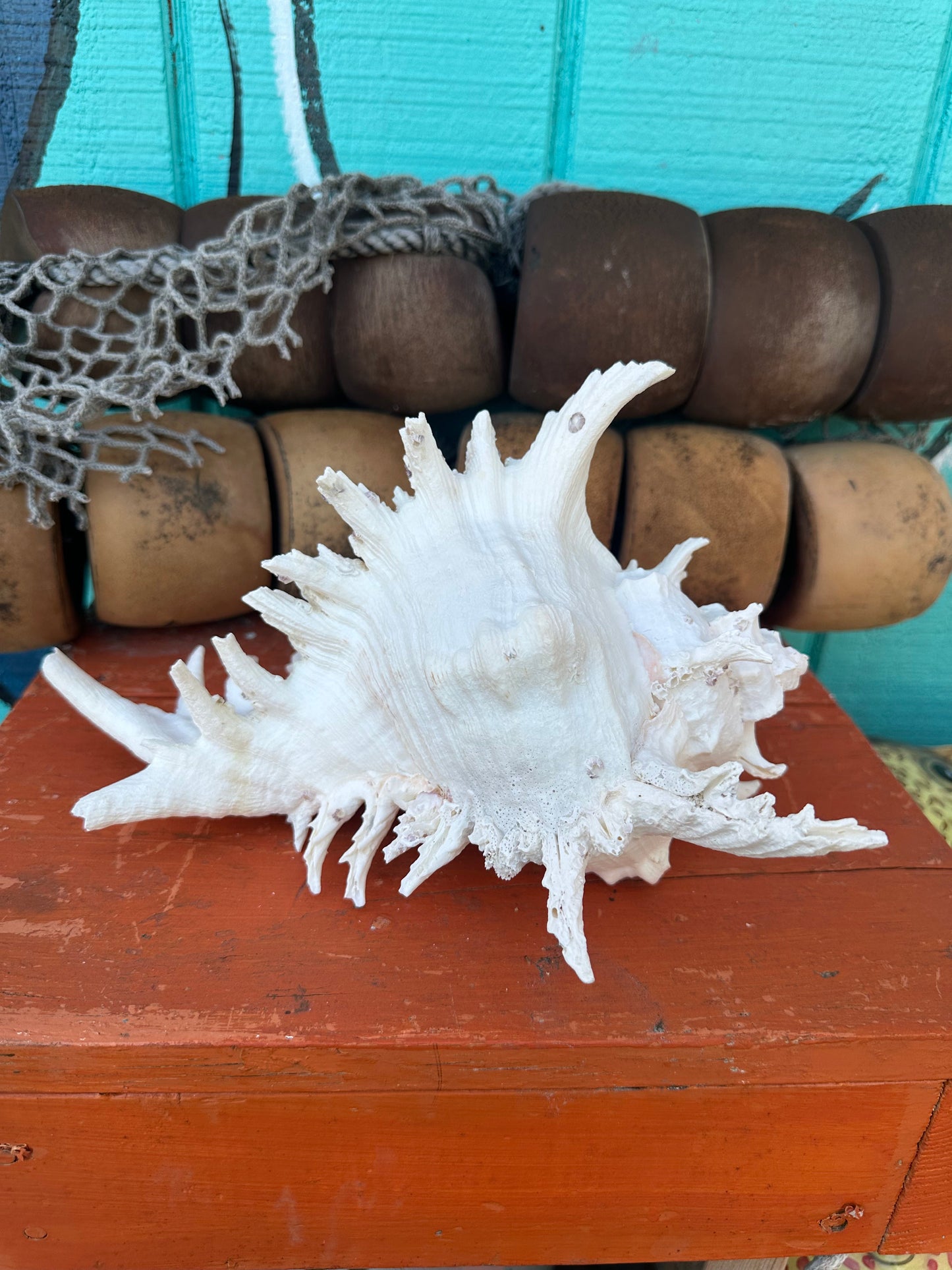 Ramose Murex with Operculum – Murex ramosus – 11"