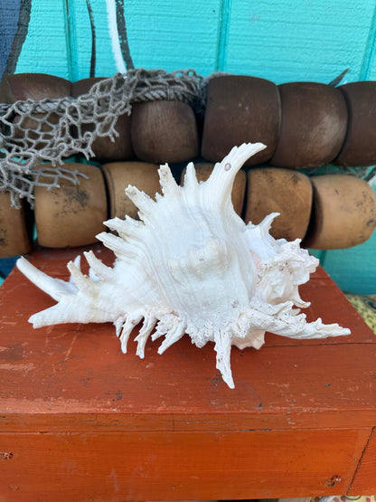 Ramose Murex with Operculum – Murex ramosus – 11"