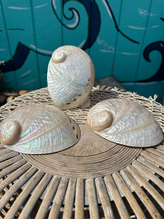 Pearl Abalone Shell – Haliotis sp., 5–7"