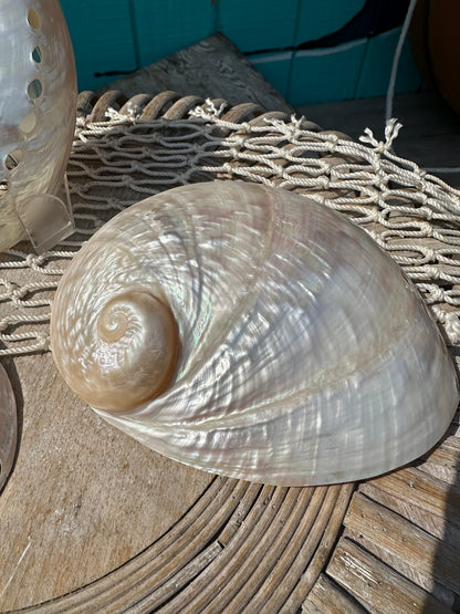 Pearl Abalone Shell – Haliotis sp., 5–7"
