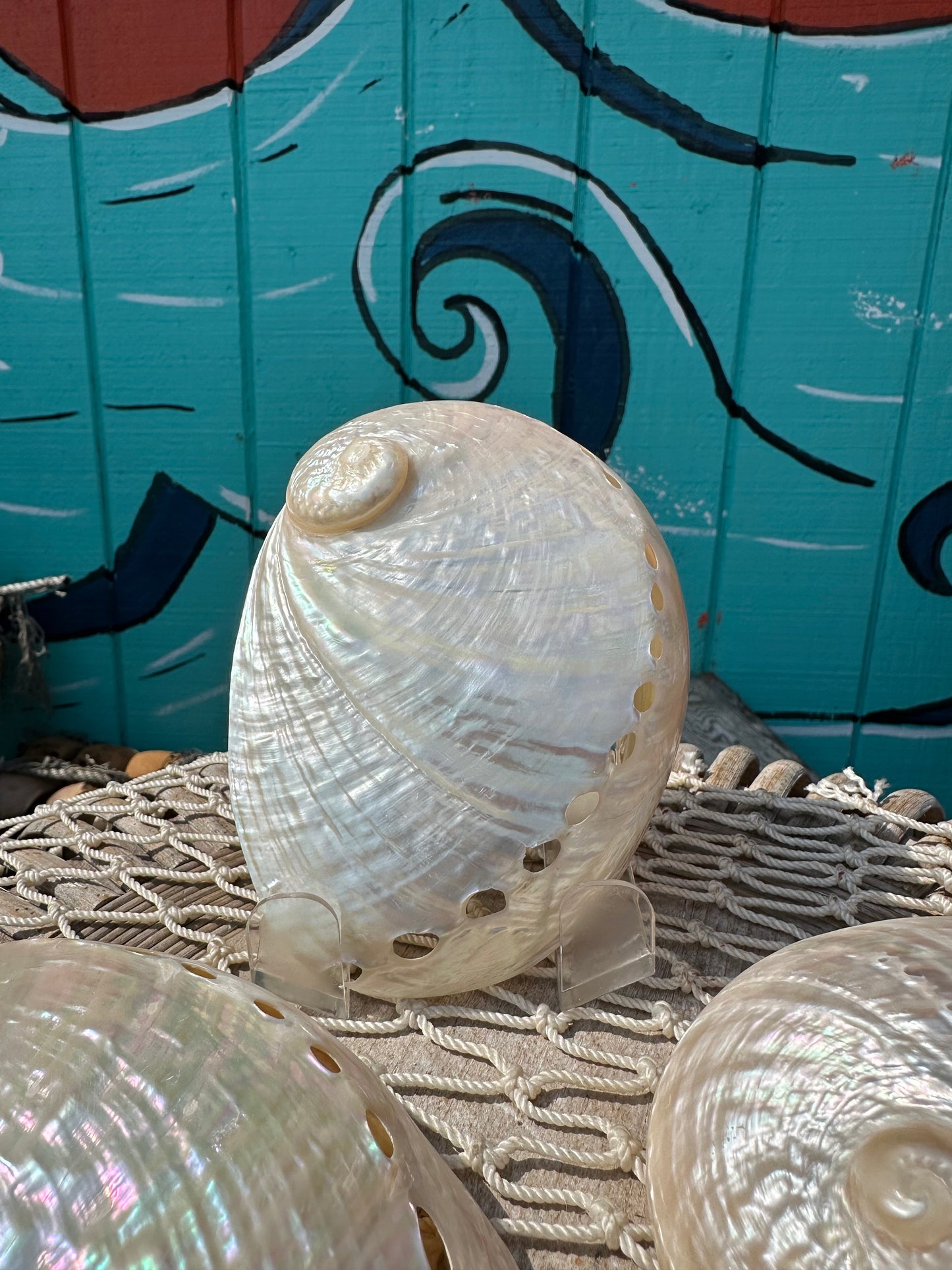 Pearl Abalone Shell – Haliotis sp., 5–7"