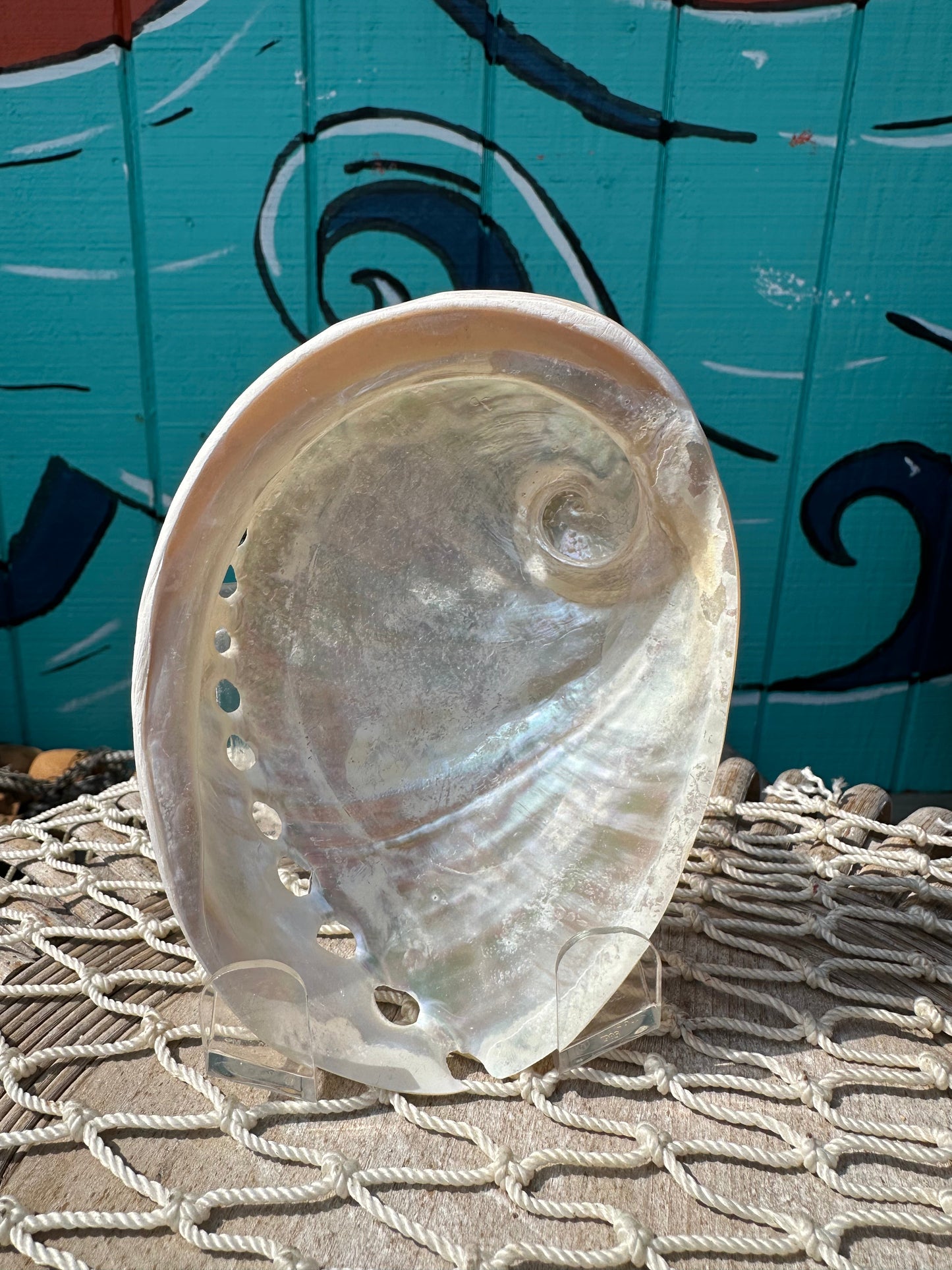 Pearl Abalone Shell – Haliotis sp., 5–7"
