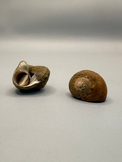 Lunella cinerea Shell Duo with Opercula – Lunella cinerea – 0.8"