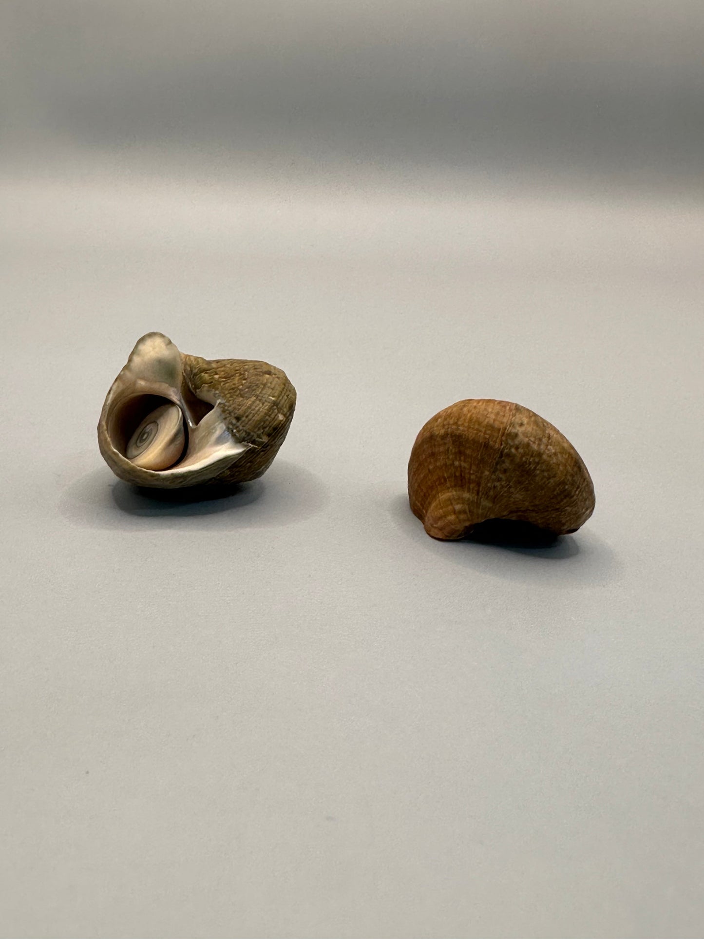 Lunella cinerea Shell Duo with Opercula – Lunella cinerea – 0.8"