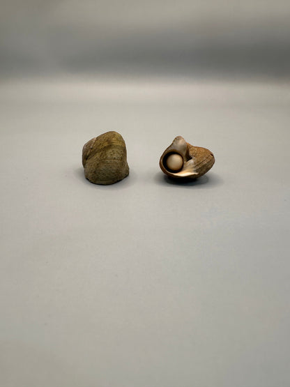 Lunella cinerea Shell Duo with Opercula – Lunella cinerea – 0.8"