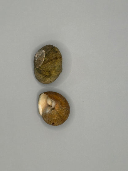 Lunella cinerea Shell Duo with Opercula – Lunella cinerea – 0.8"