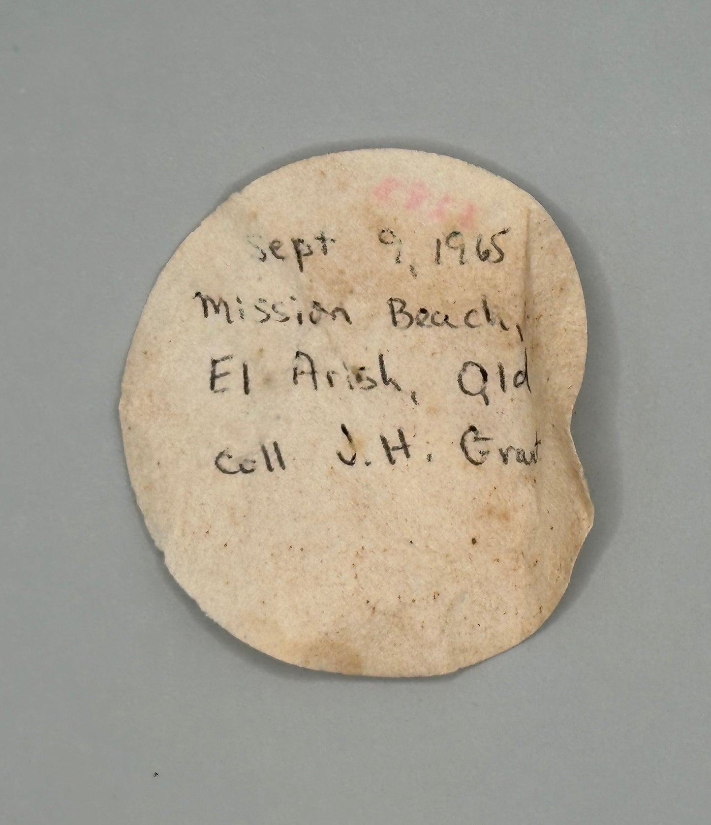 Lunella cinerea Shell Duo with Opercula – Lunella cinerea – 0.8"