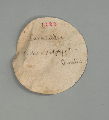 Lunella cinerea Shell Duo with Opercula – Lunella cinerea – 0.8"