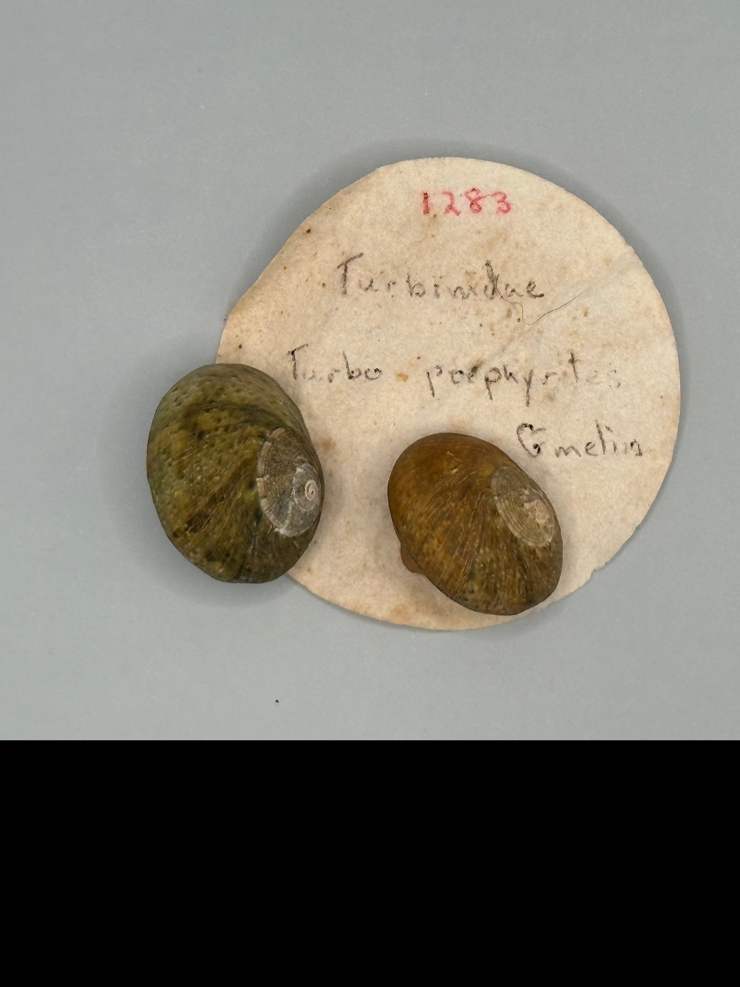 Lunella cinerea Shell Duo with Opercula – Lunella cinerea – 0.8"