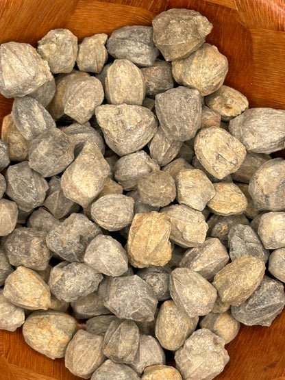 Group of small gray Pentremites blastoid fossils with ridged, pinecone-like surfaces