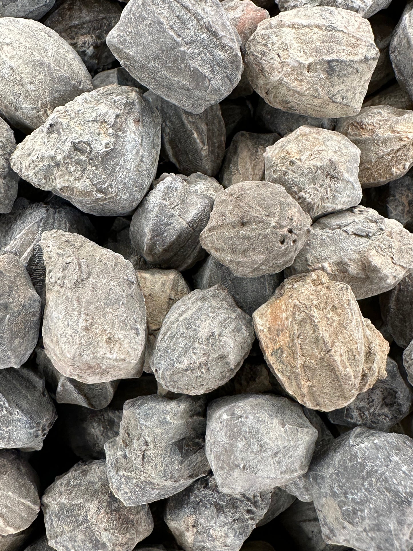 Group of small gray Pentremites blastoid fossils with ridged, pinecone-like surfaces