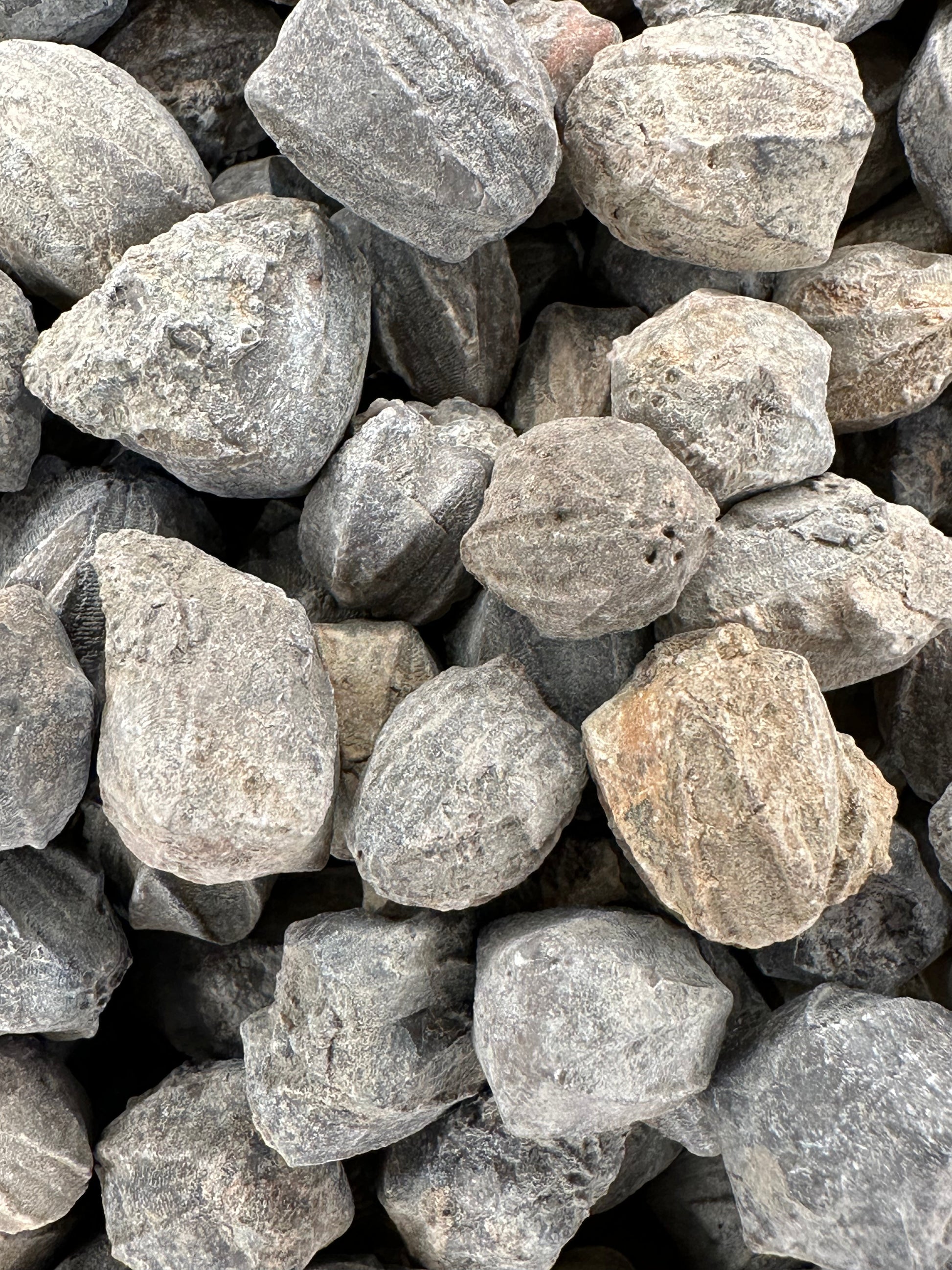 Group of small gray Pentremites blastoid fossils with ridged, pinecone-like surfaces