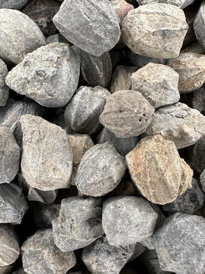 Group of small gray Pentremites blastoid fossils with ridged, pinecone-like surfaces