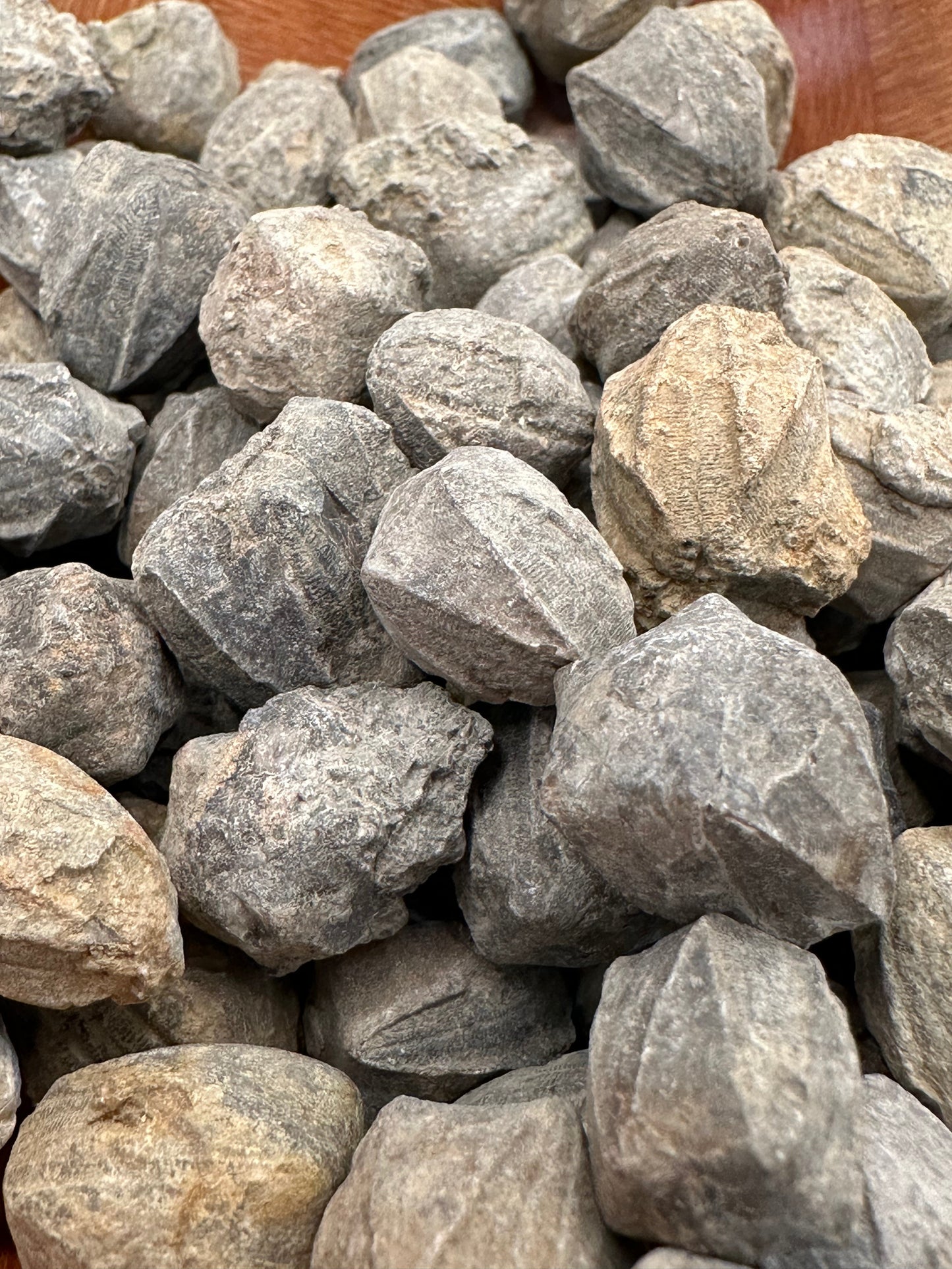 Group of small gray Pentremites blastoid fossils with ridged, pinecone-like surfaces