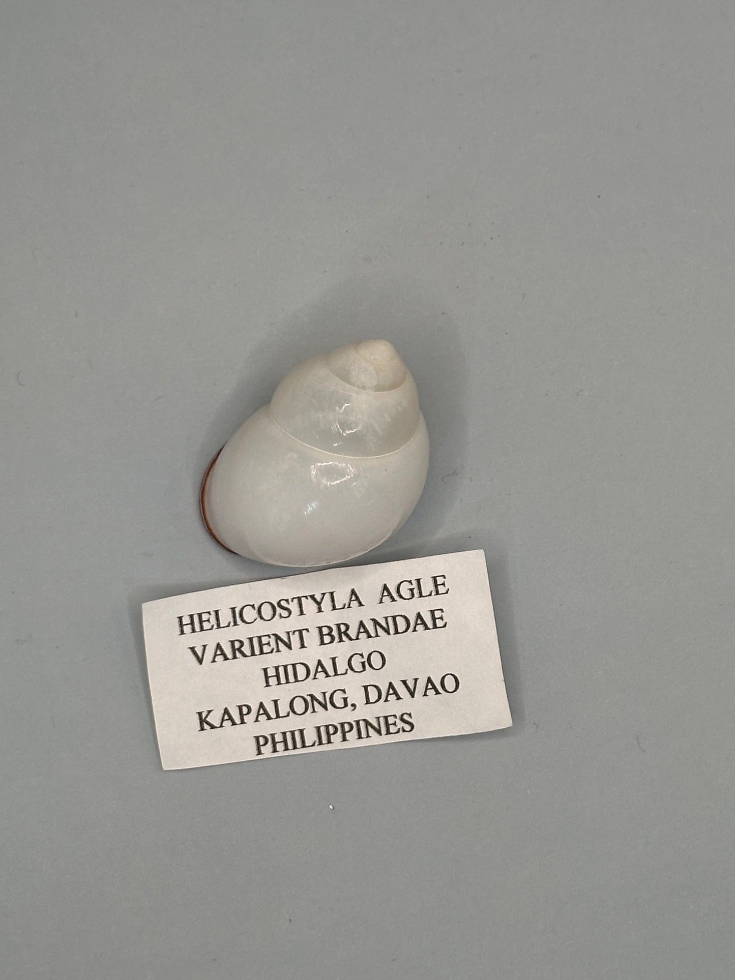 Helicostyla agle Land Snail Shell with Documentation – Helicostyla agle var. brandae (1.5")