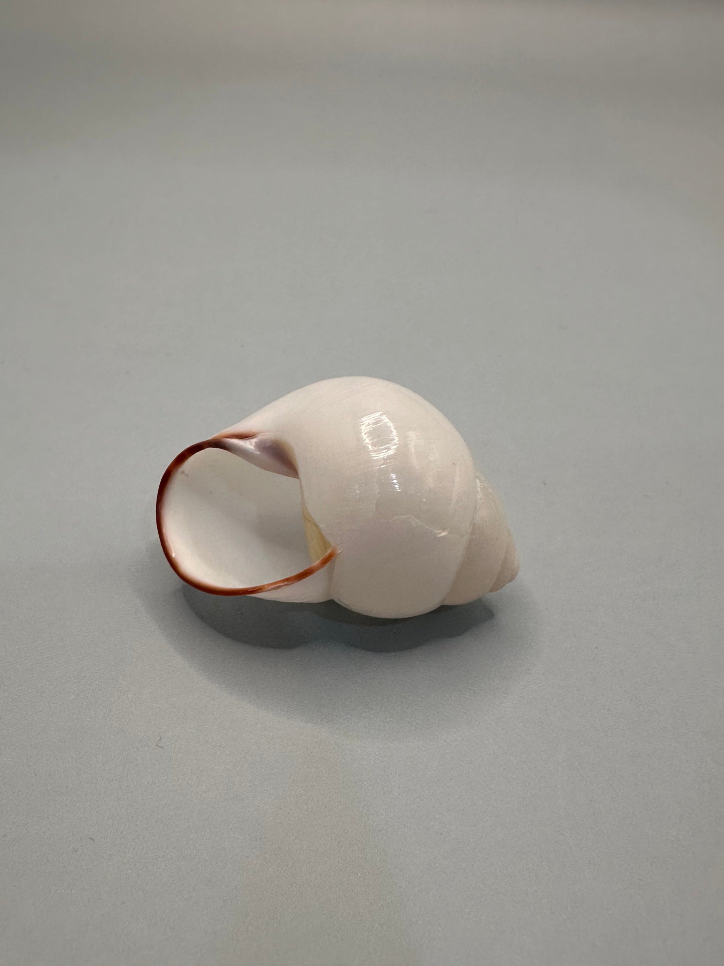 Helicostyla agle Land Snail Shell with Documentation – Helicostyla agle var. brandae (1.5")