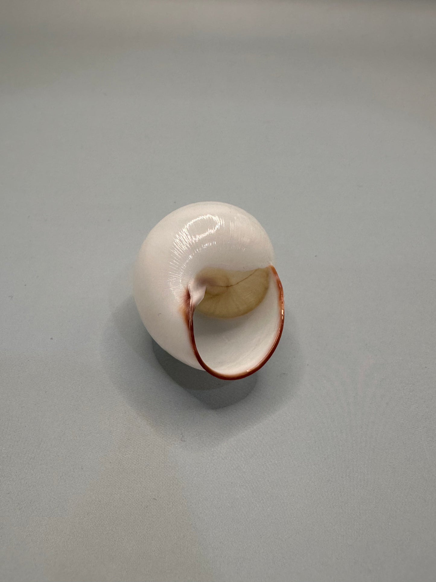 Helicostyla agle Land Snail Shell with Documentation – Helicostyla agle var. brandae (1.5")