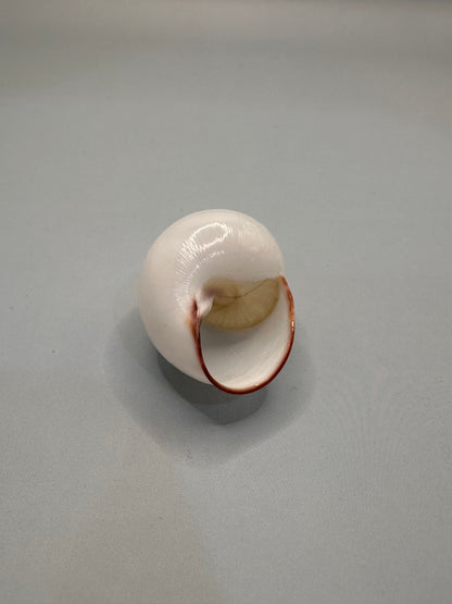 Helicostyla agle Land Snail Shell with Documentation – Helicostyla agle var. brandae (1.5")