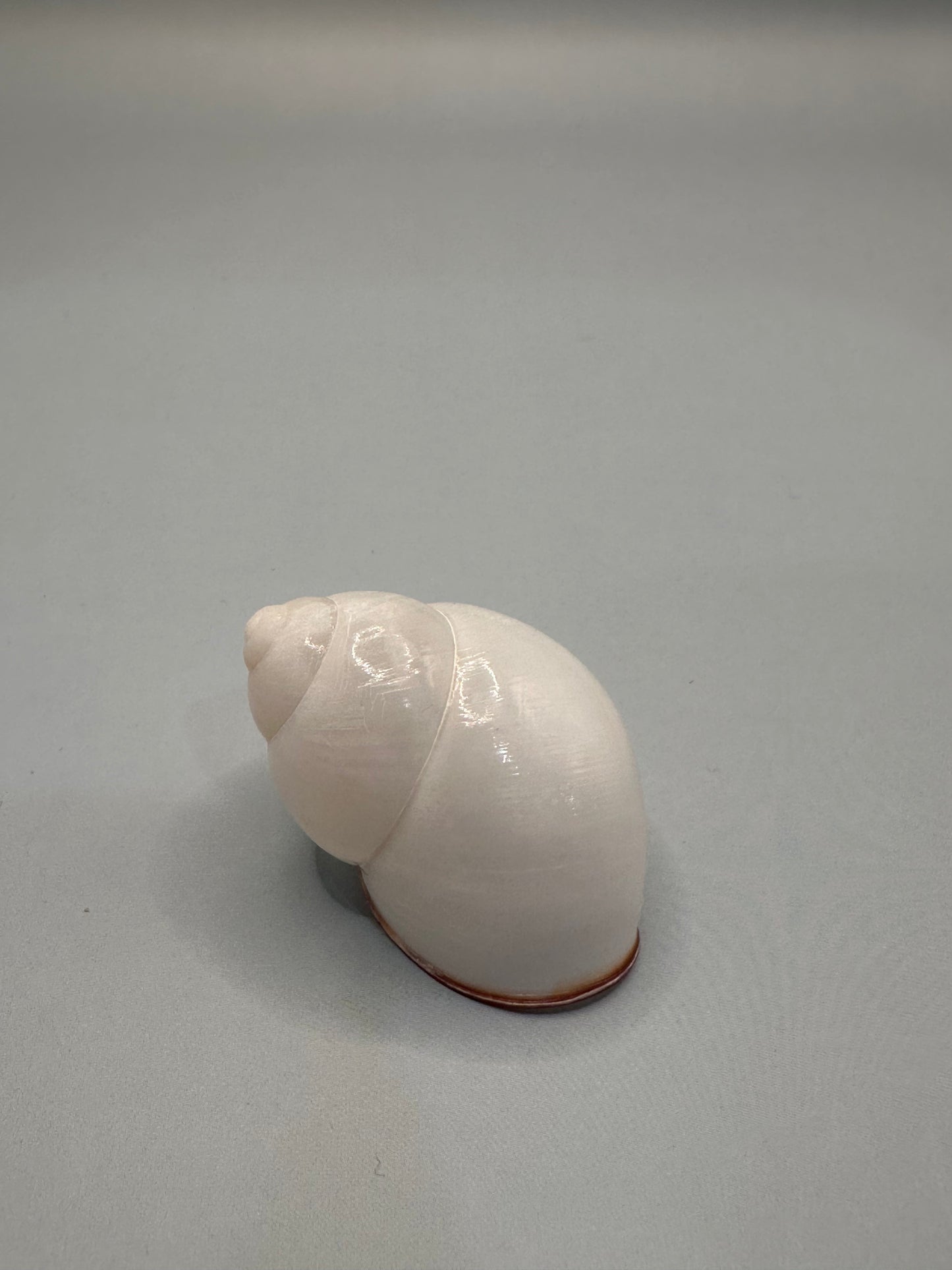 Helicostyla agle Land Snail Shell with Documentation – Helicostyla agle var. brandae (1.5")
