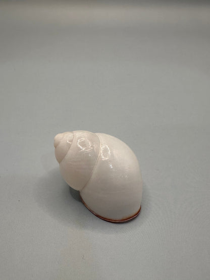 Helicostyla agle Land Snail Shell with Documentation – Helicostyla agle var. brandae (1.5")