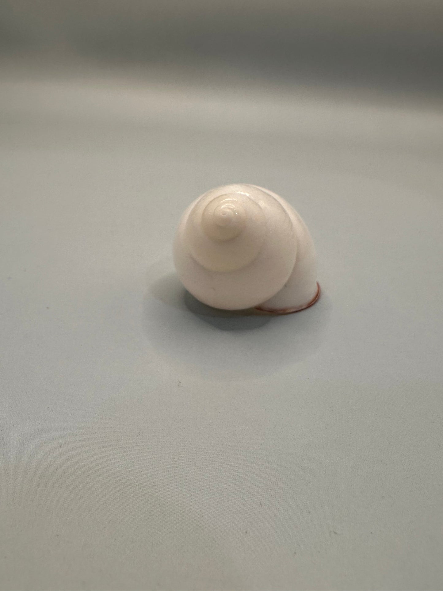 Helicostyla agle Land Snail Shell with Documentation – Helicostyla agle var. brandae (1.5")