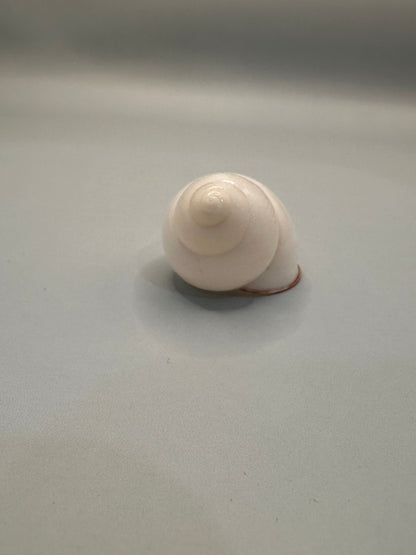 Helicostyla agle Land Snail Shell with Documentation – Helicostyla agle var. brandae (1.5")