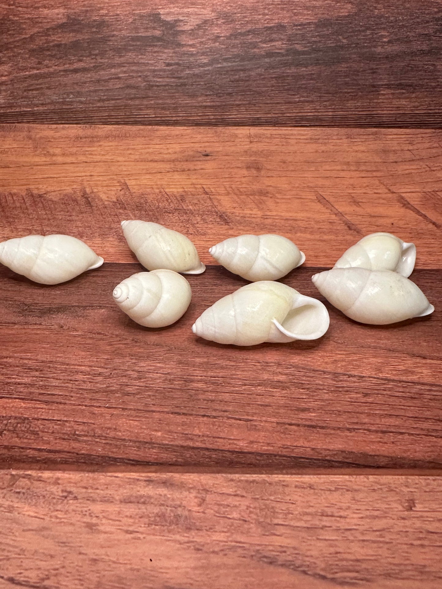 White Sinistral Land Snail Shell – Physella acuta (1–2")