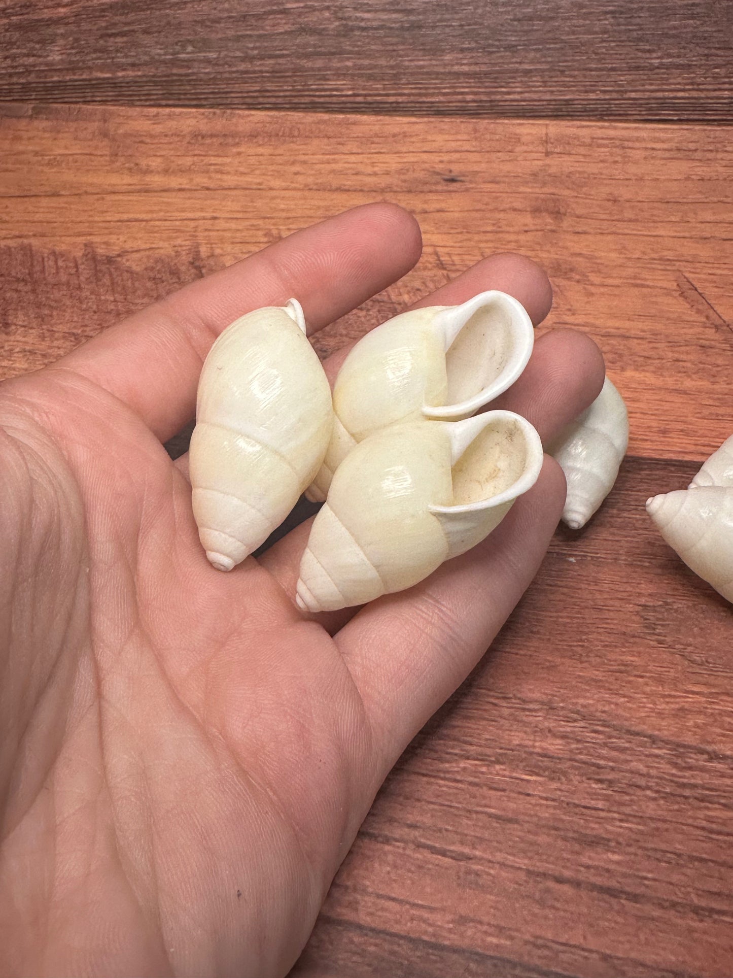 White Sinistral Land Snail Shell – Physella acuta (1–2")