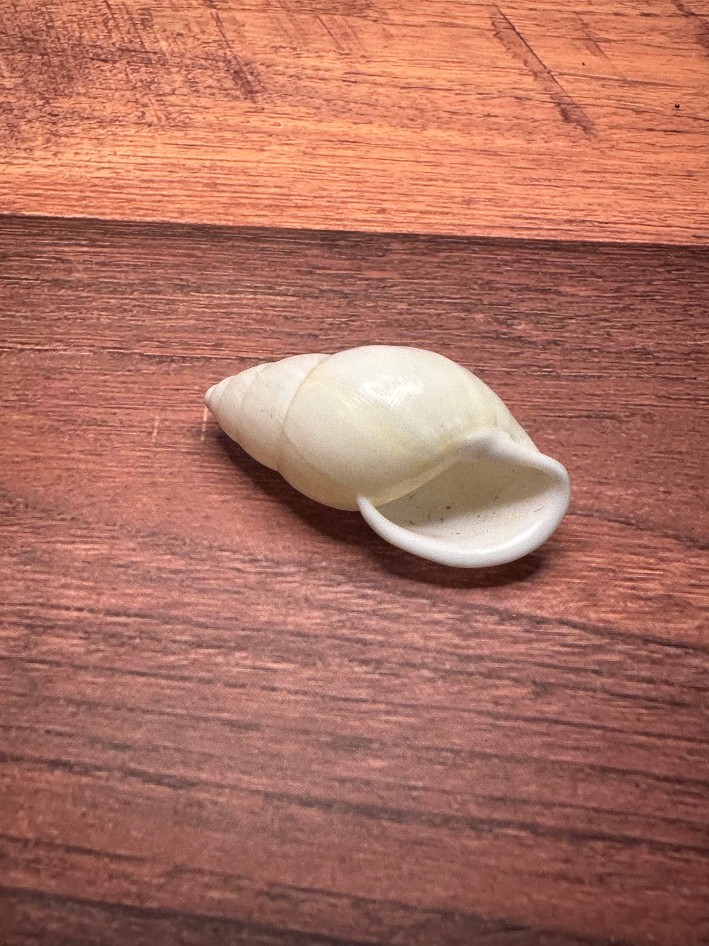 White Sinistral Land Snail Shell – Physella acuta (1–2")