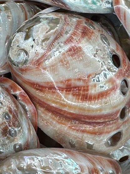 Polished Red Abalone Shells – Haliotis rufescens, 3–5"