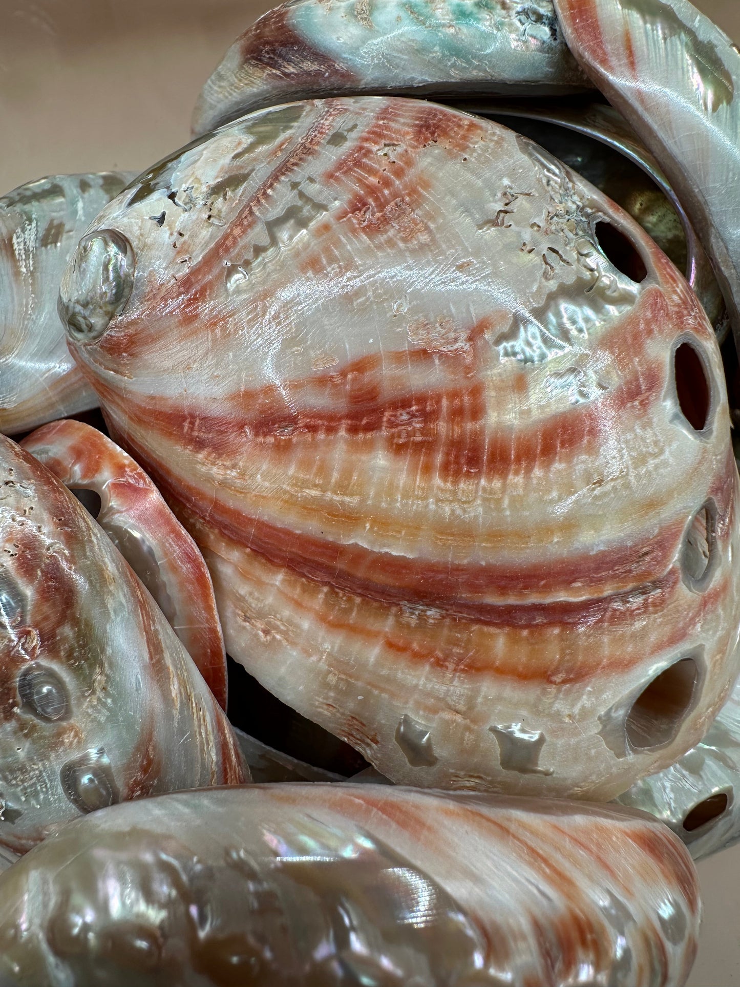 Polished Red Abalone Shells – Haliotis rufescens, 3–5"