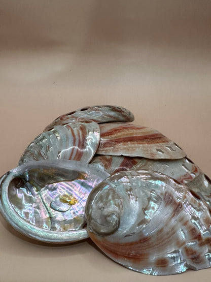 Polished Red Abalone Shells – Haliotis rufescens, 3–5"