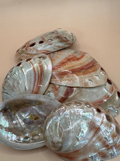 Polished Red Abalone Shells – Haliotis rufescens, 3–5"