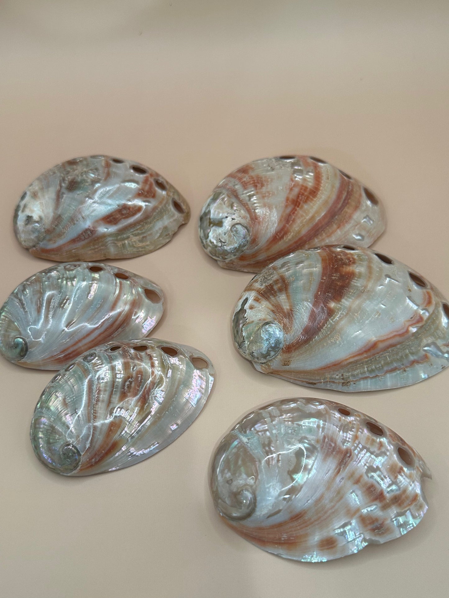 Polished Red Abalone Shells – Haliotis rufescens, 3–5"