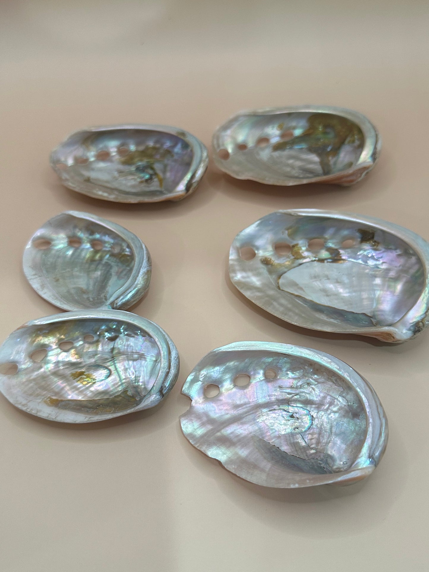 Polished Red Abalone Shells – Haliotis rufescens, 3–5"