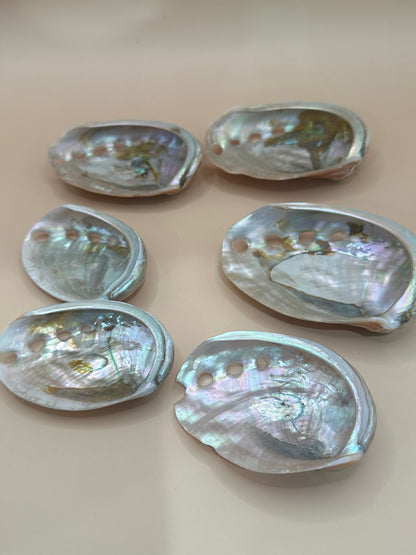 Polished Red Abalone Shells – Haliotis rufescens, 3–5"
