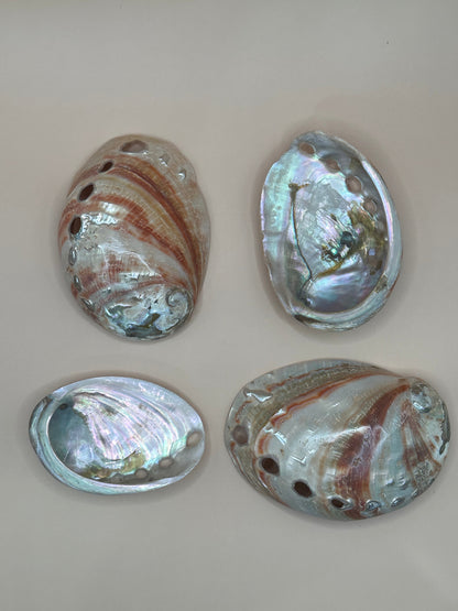 Polished Red Abalone Shells – Haliotis rufescens, 3–5"