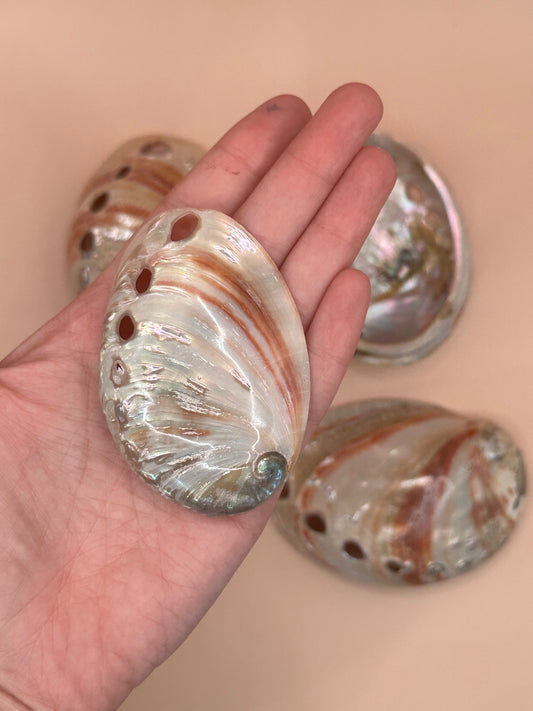 Polished Red Abalone Shells – Haliotis rufescens, 3–5"