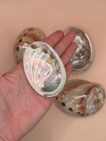 Polished Red Abalone Shells – Haliotis rufescens, 3–5"